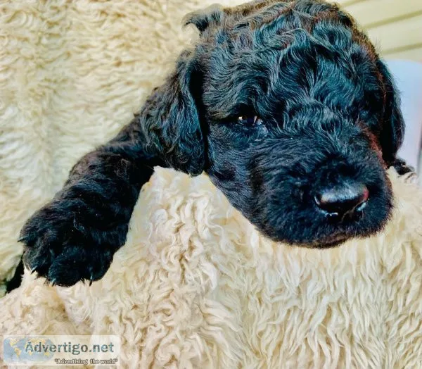F1B Goldendoodle Puppies