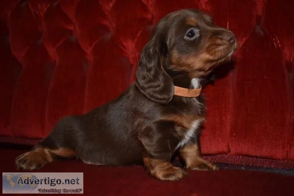 Dachshund Puppies very adorable