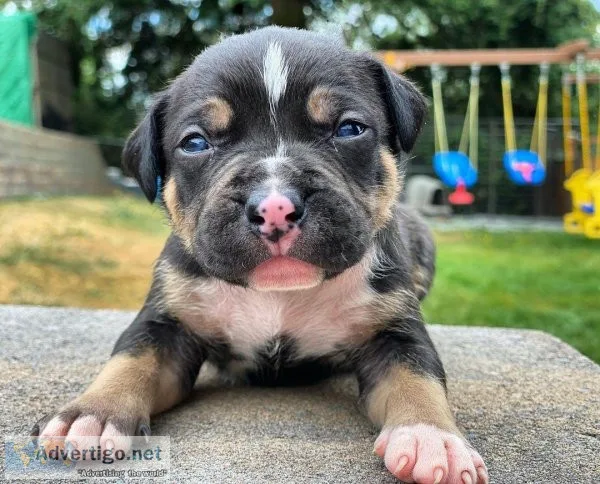 MICRO AMERICAN BULLY