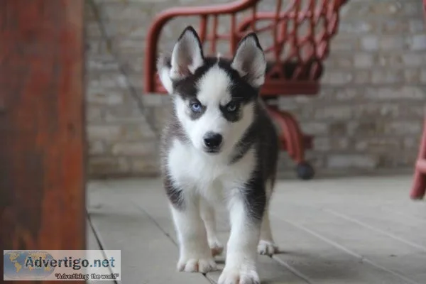 AKC Certified Pedigree Siberian Husky Puppies