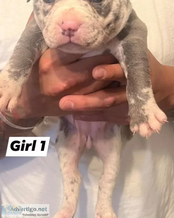 Micro merle bullies