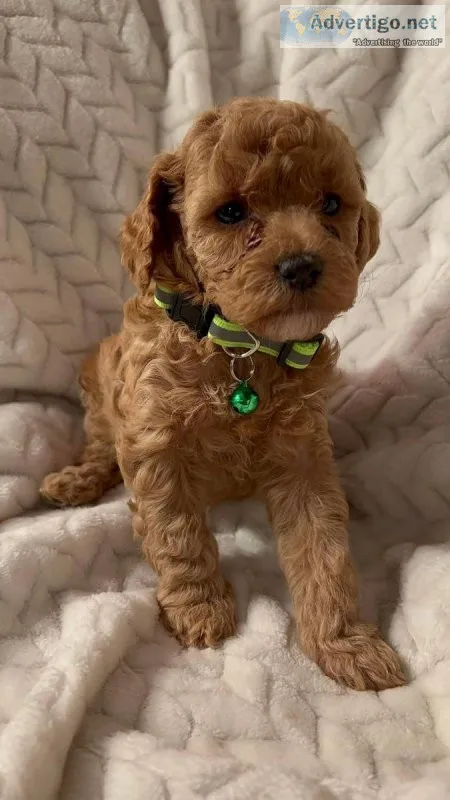 Toy Red Poodles