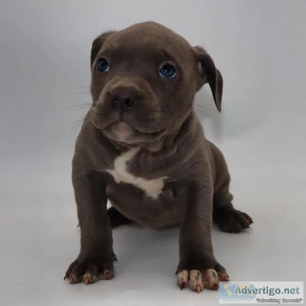 2 female American bully s lefts