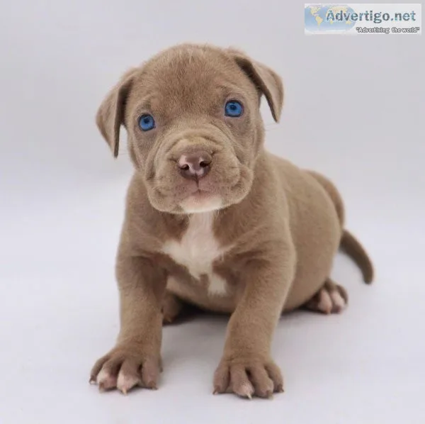 Tri male puppy