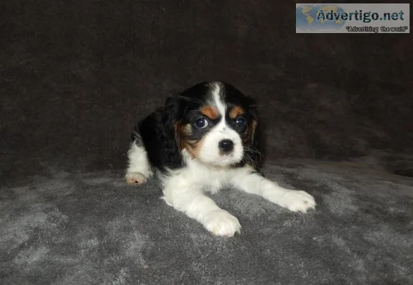 Adorable Little Cavalier King Charles Puppies
