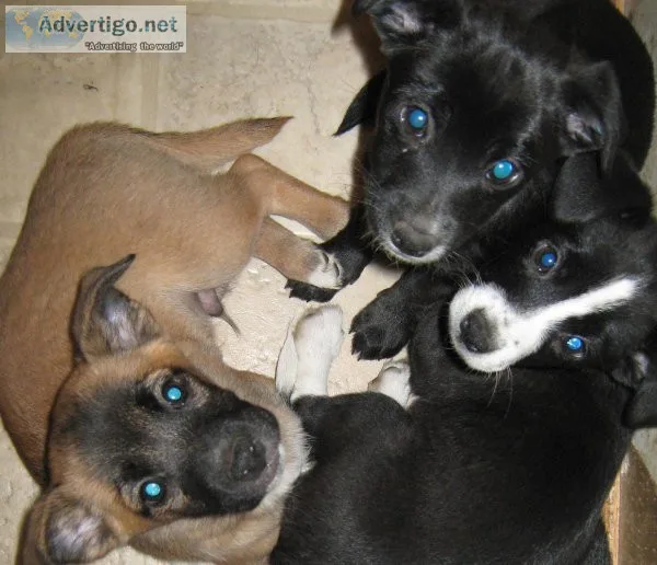small beed poodle mix