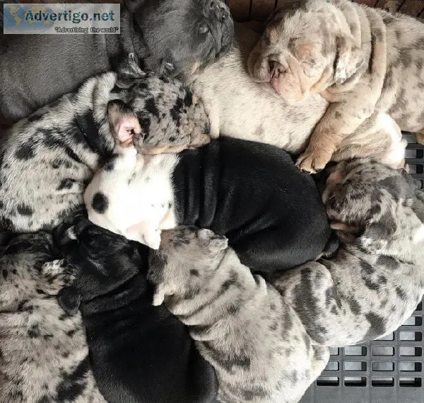 puppies