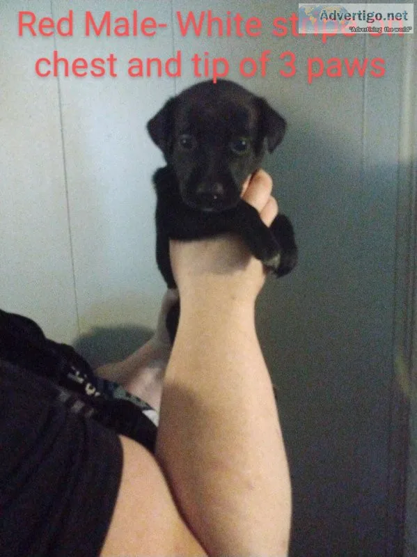 Black Lab Puppies Health Tested Parents