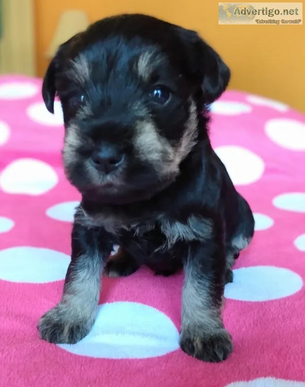 AKC Miniature Schnauzer puppies