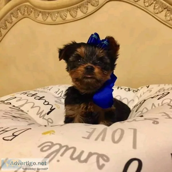 Regalo Cachorros Yorkshire Terrier Mini Toy