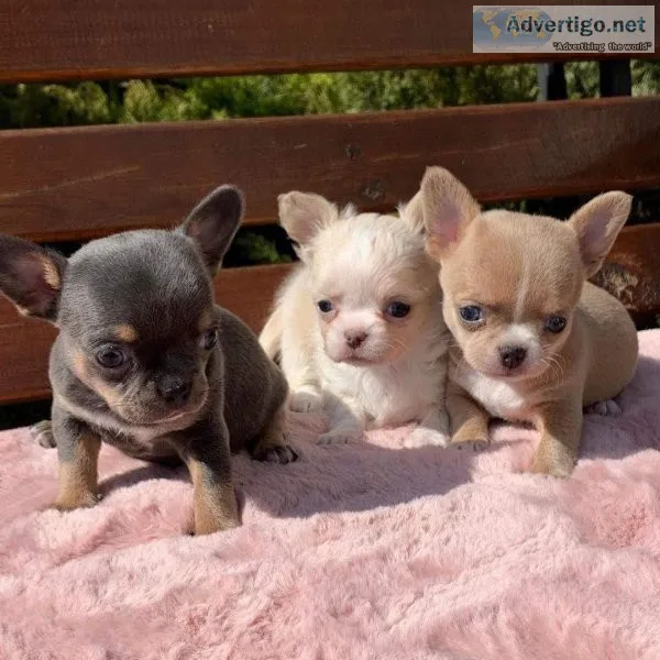 Entertaining smooth coat chihuhua puppies for adoption(202)978-8