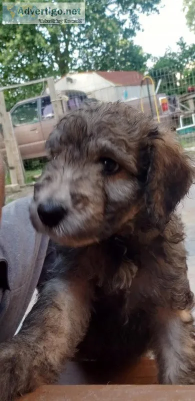 Poodle mix