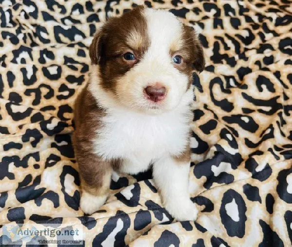 Australian shepherd