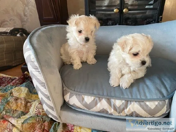 adorable poodle puppies