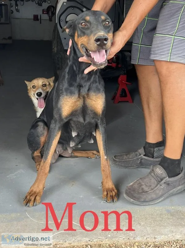Doberman puppies