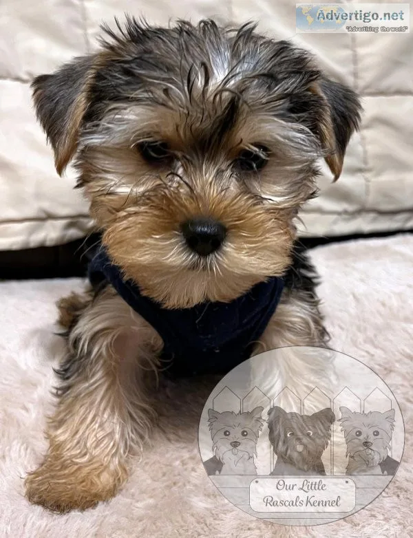 TRADITIONAL MERLES AND PLATINUM BLONDE YORKSHIRE PUPPIES