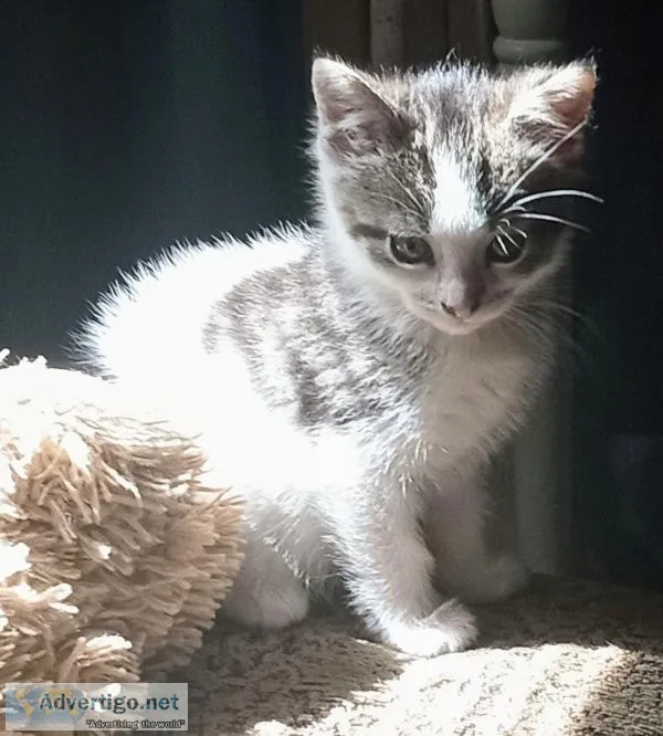 Kittens