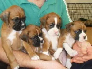 Awesome boxer Puppies available for your home