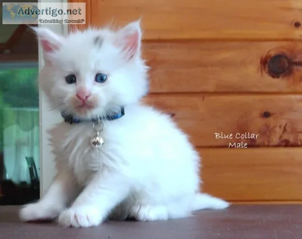 TICA and CFA Registered Maine Coon Kittens