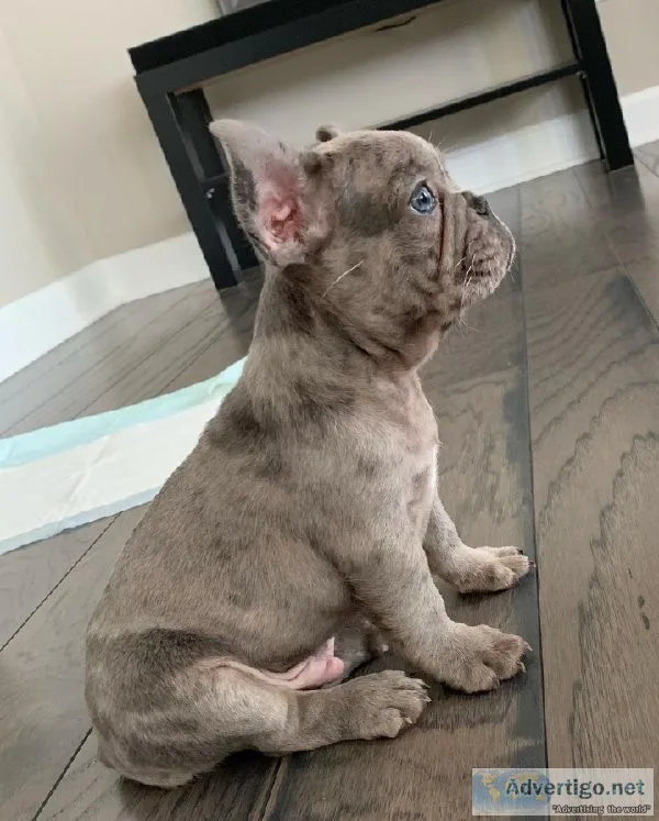 Cute French Bulldog Puppies for Sale