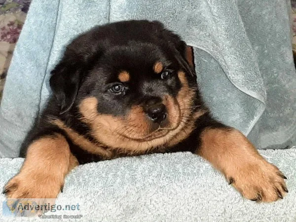 Rottweiler Pup for sale