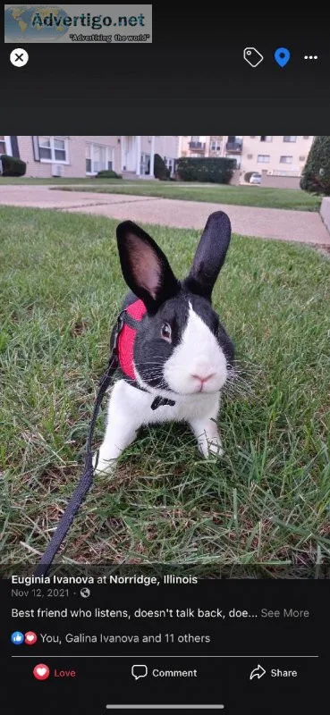 Dutch bunny 1 year old