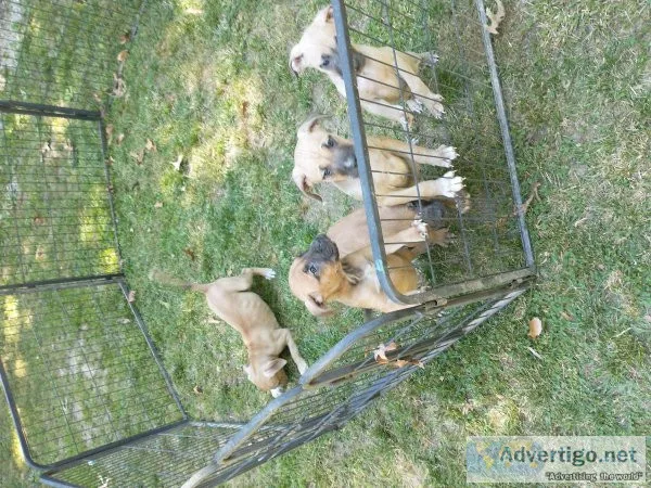 Bandog pups