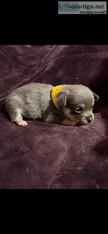 Akc bluie corgi