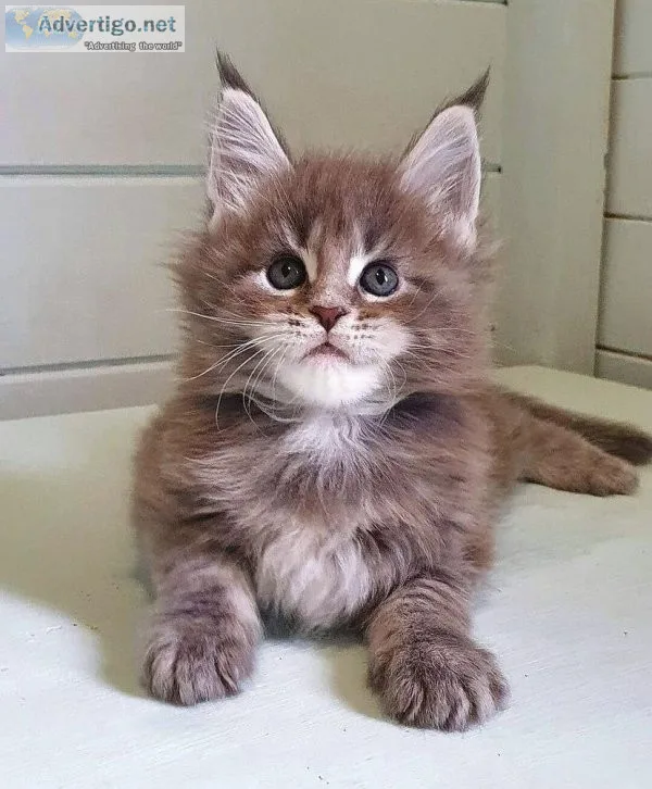 Adorable Mainecoon Kittens
