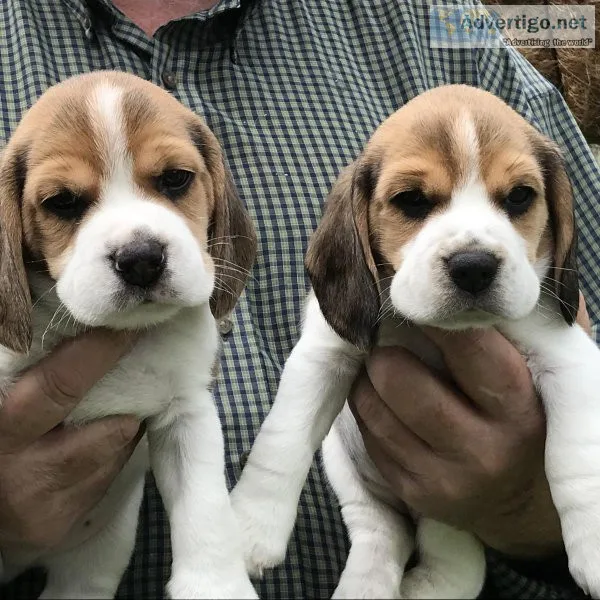 Beagle Puppies