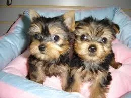 Healthy Teacup Yorkie puppies looking for a good home.