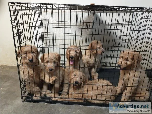 goldendoodle pups