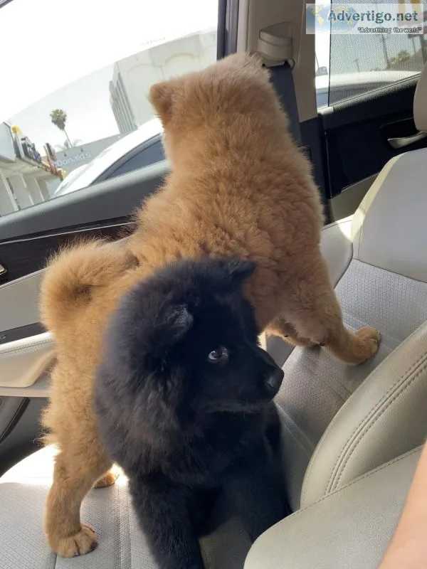Girl chow chow- 3 months