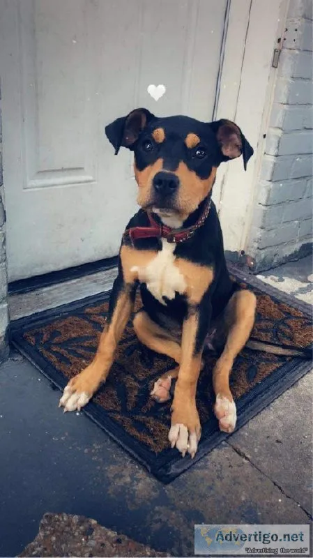 XL BLACK TRI AMERICAN BULLY