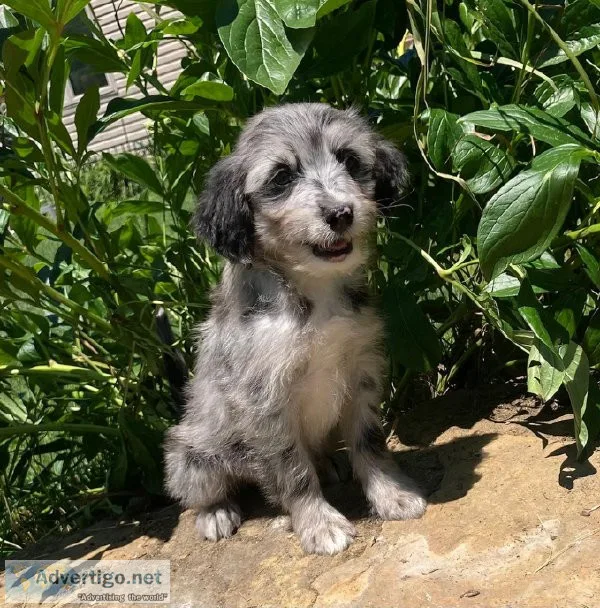 Lucy aussie mix