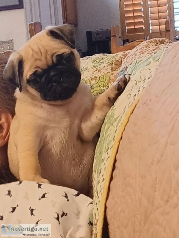 Puggies