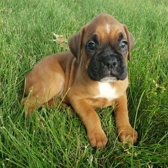 Boxer puppies for sale