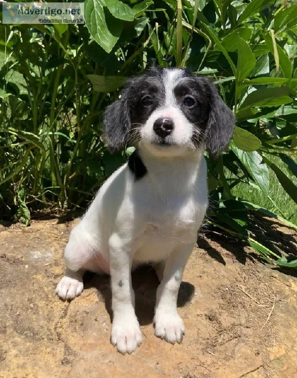 Lulu Aussie mix