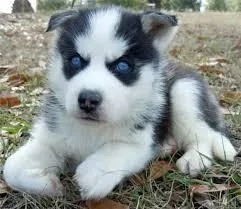 Adorable Blue Eyes Siberian husky Puppies