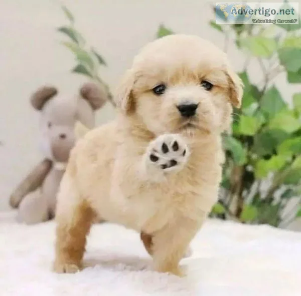 GOLDEN RETRIEVER PUPPIES AVAILABLE