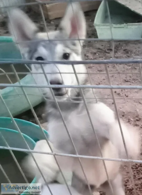 WOLF HYBRID PUPS 300