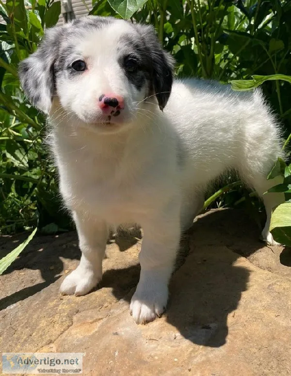 Lacey Aussie mix