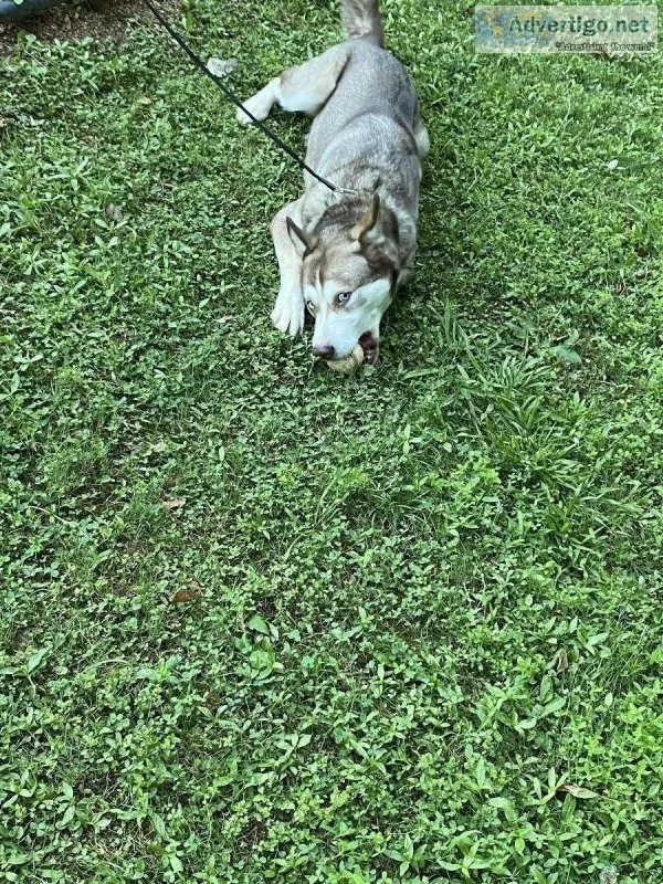 Rehoming Husky