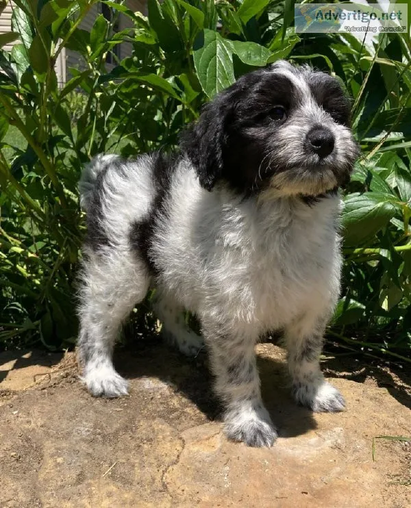 Lucille Aussie Mix