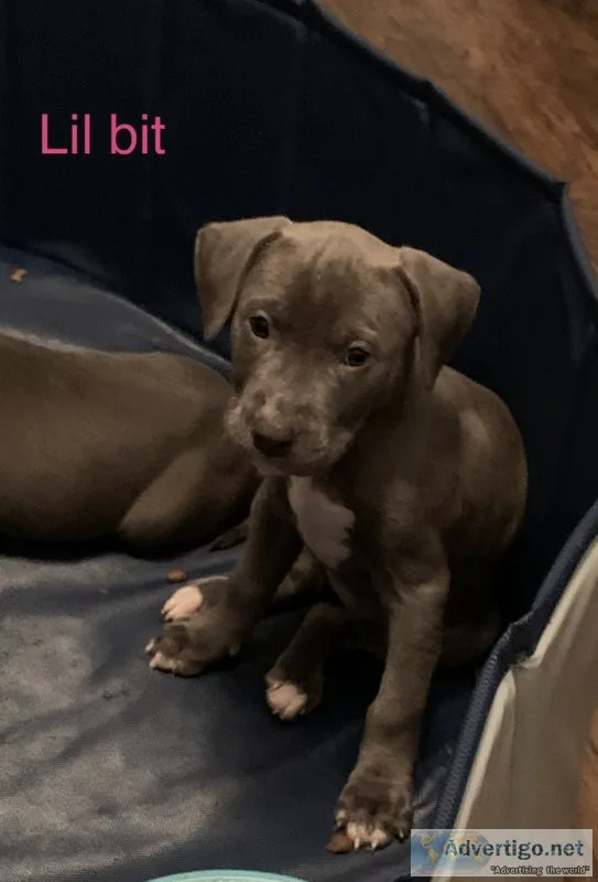 Pitbull puppies for sale
