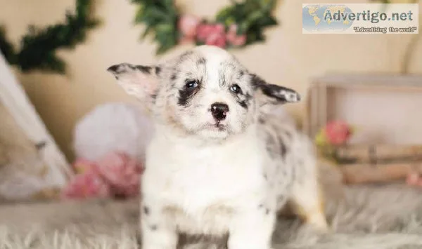 Pembroke Welsh Corgi