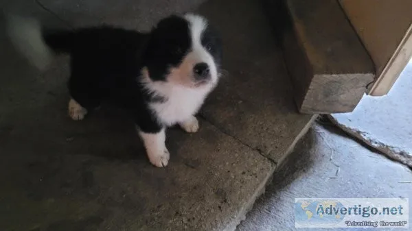 Puppies for sale