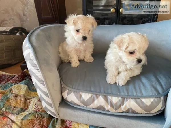 Amazing maltipoo