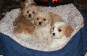 A stunning sweet happy Cavalier King Charles Spaniel