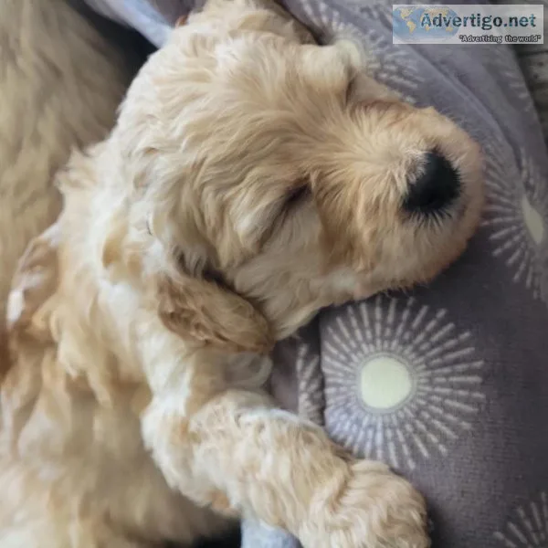 Goldendoodle puppies